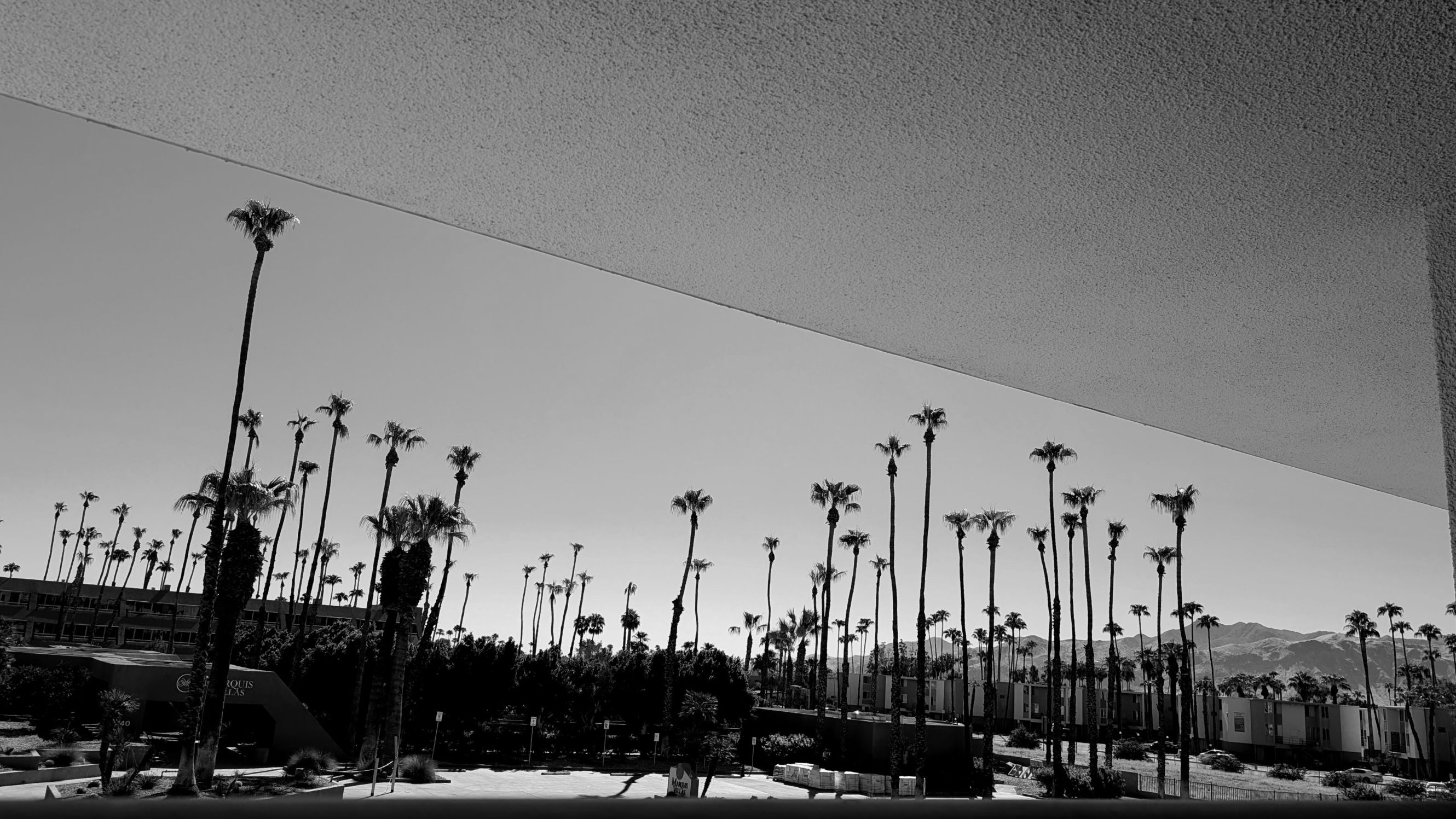 Hotel Zoso balcony view of palm trees in Palm Springs