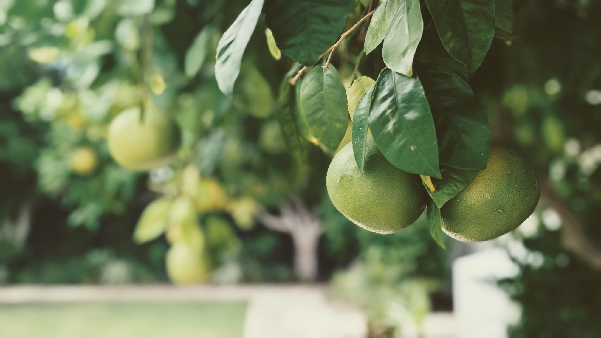 Unripe grapefruits on branches at Casa Palma Hotel Palm Springs